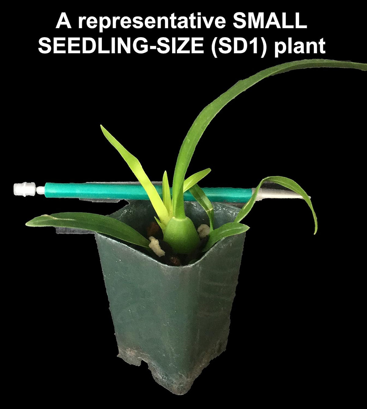 Dancing Lady Orchid - floriferous, Easy to Grow, Will Make Tall Flower Spike (NOT in-Bud/Bloom When Shipped)