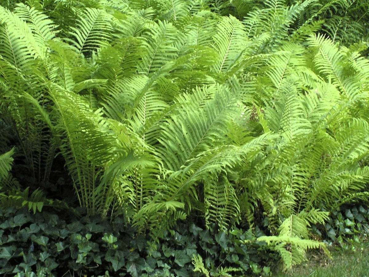 Greenwood Nursery: Live Perennial Plants - Ostrich Fern + Matteuccia Struthiopteris - [Qty: 1x Pint Pot] - (Click for Other Available Plants/Quantities)