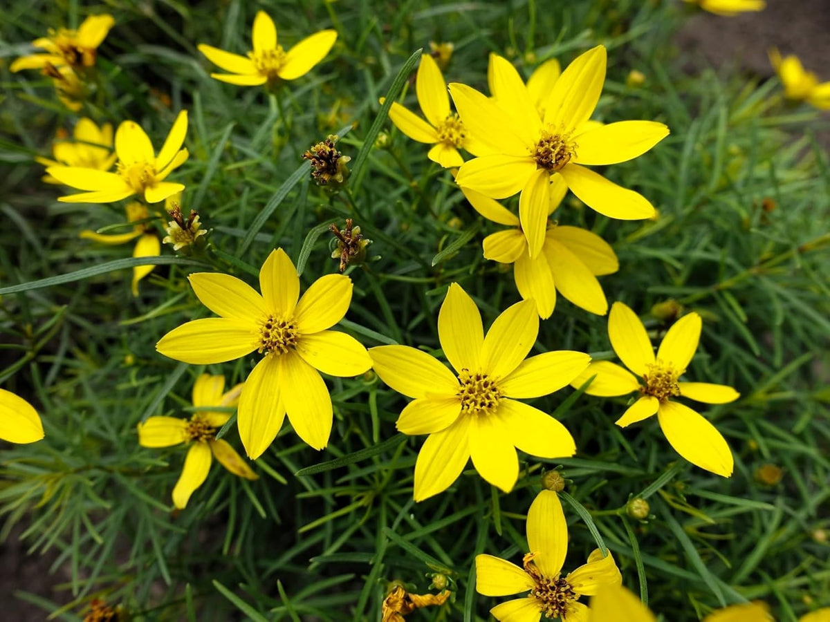 Greenwood Nursery: Live Perennial Plants - Nana Mouse Ear Tickseed + Coreopsis Auriculata - [Qty: 1x Pint Pot] - (Click for Other Available Plants/Quantities)