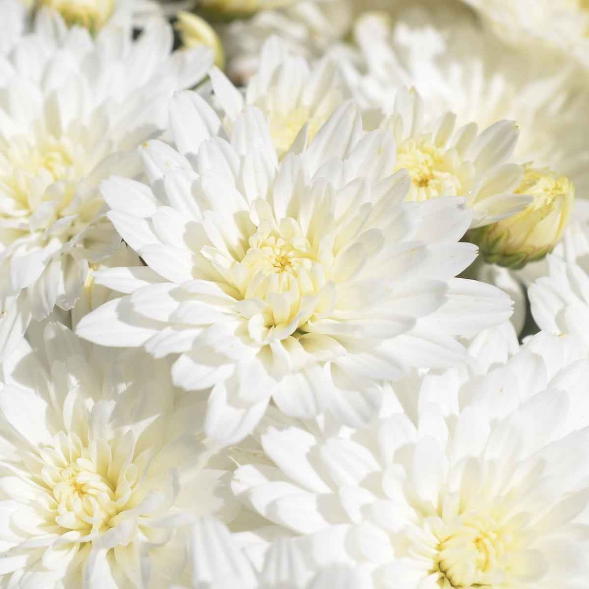 Altman Plants White Chrysanthemum Plant in 1 Gal Grower Pot, Garden Mum, Flowering Plants Outdoor Plants Live Mums, Real Outdoor Plants, Patio or Porch Flowers for Fall, Easy Care