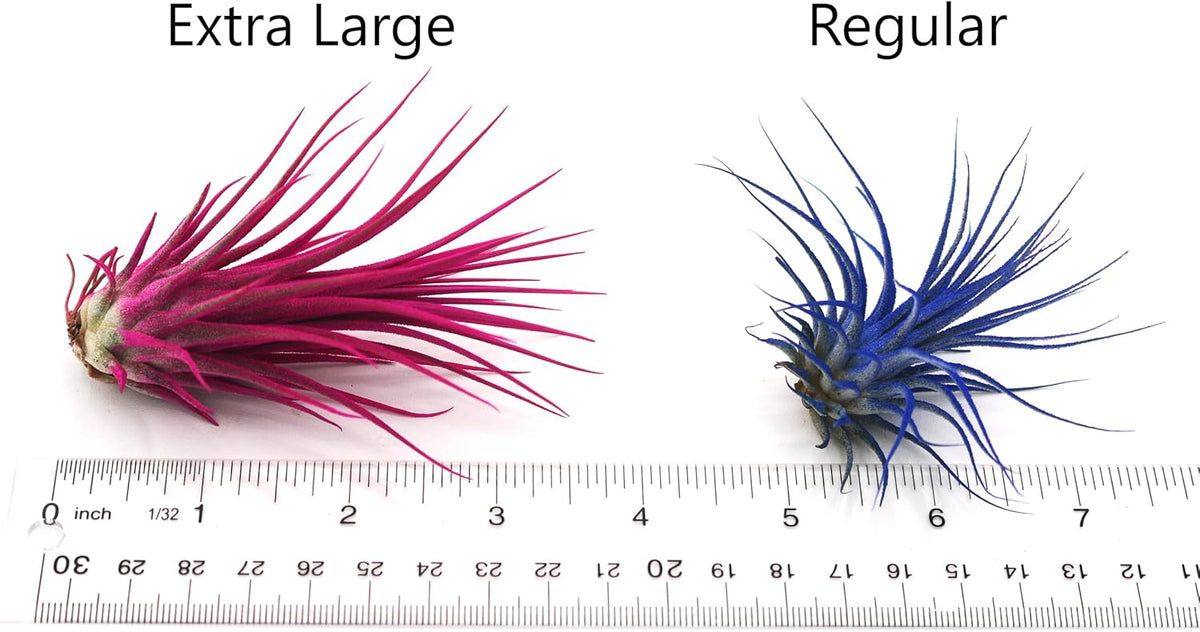Dyed Tillandsia Ionantha Guatemala Enhanced Colored Colorful Air Plant Live Easy Care Indoor Outdoor Home Decor Gift Airplant by Awesome Industries Live Arrival Guaranteed (Twilight)