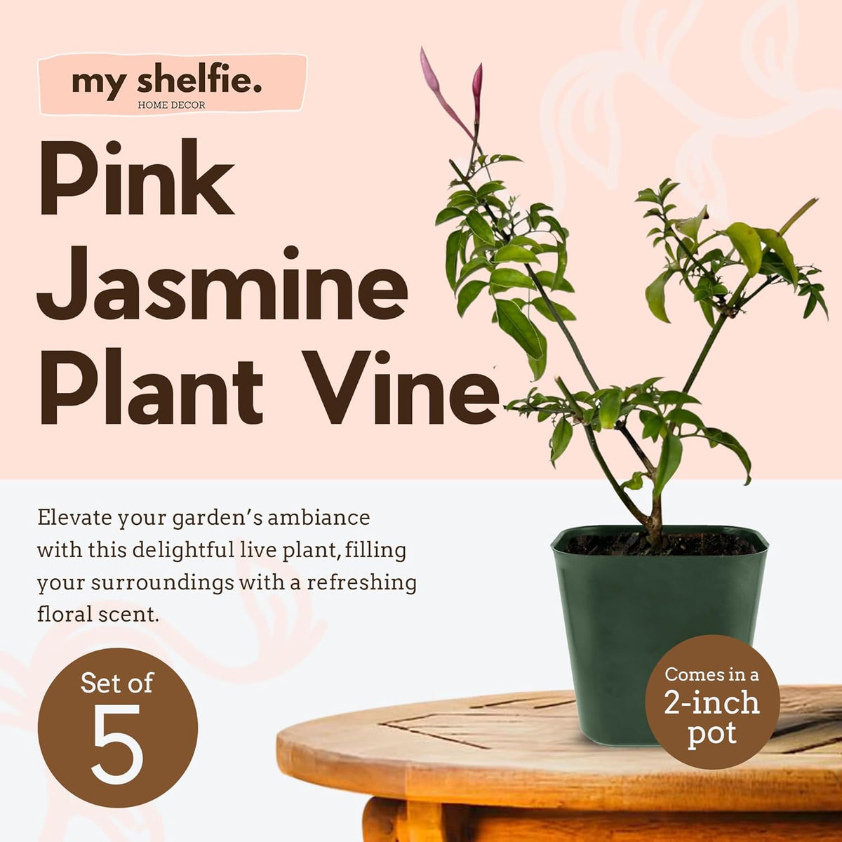 Generic Mini Pink Jasmine Vine, Fragrant and Live Houseplant, 2 Inch Pot, Jasminum Polyanthum (5)