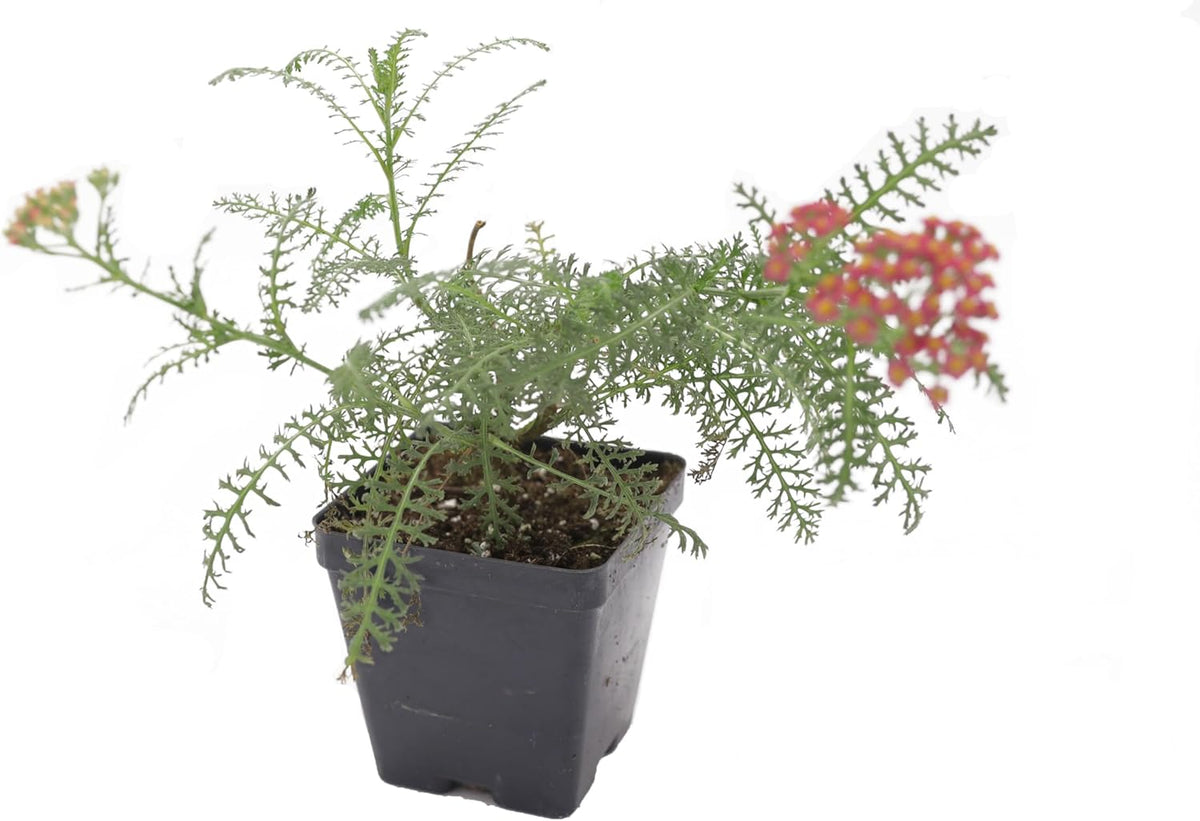 Greenwood Nursery: Live Perennial Plants - Achillea New Vintage Red Yarrow - [Qty: 2X Pint Pots] - (Click for Other Available Plants/Quantities)