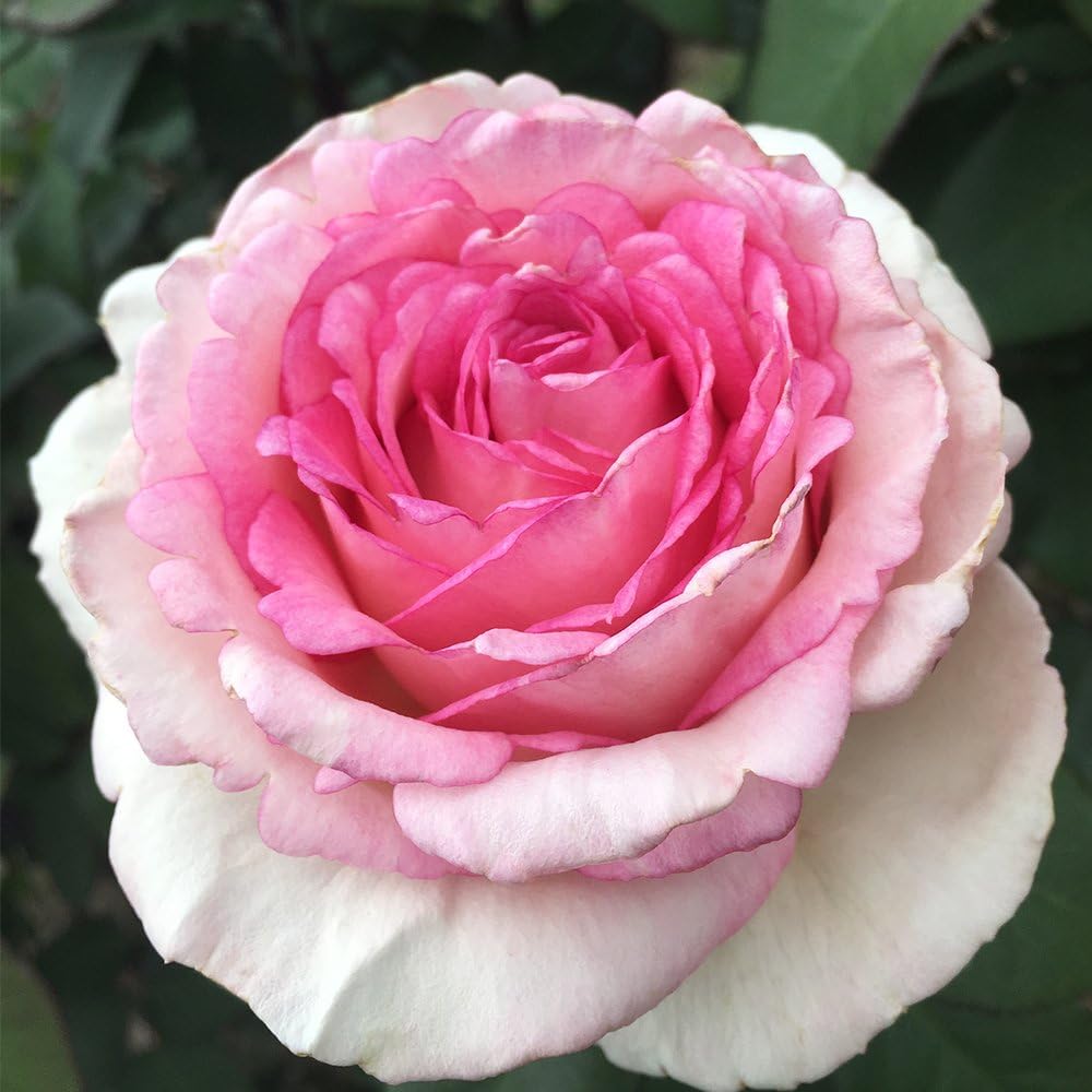 Heirloom Roses Rose Plant - Eleganza® Pink Enchantment® Pink Rose Bush, Hybrid Tea Live Plant for Planting Outdoors