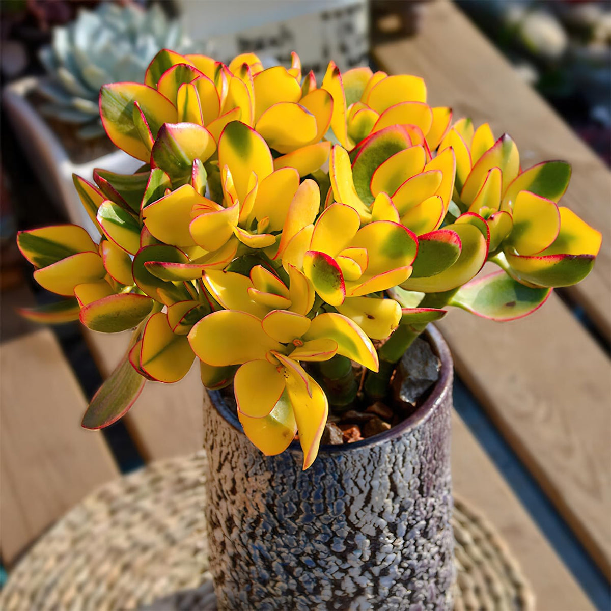 Sprout N Green Golden Jade - Crassula Ovata 'Hummel Sunset', Rare Cute Succulent Plant Fully Rooted in 4" Pot