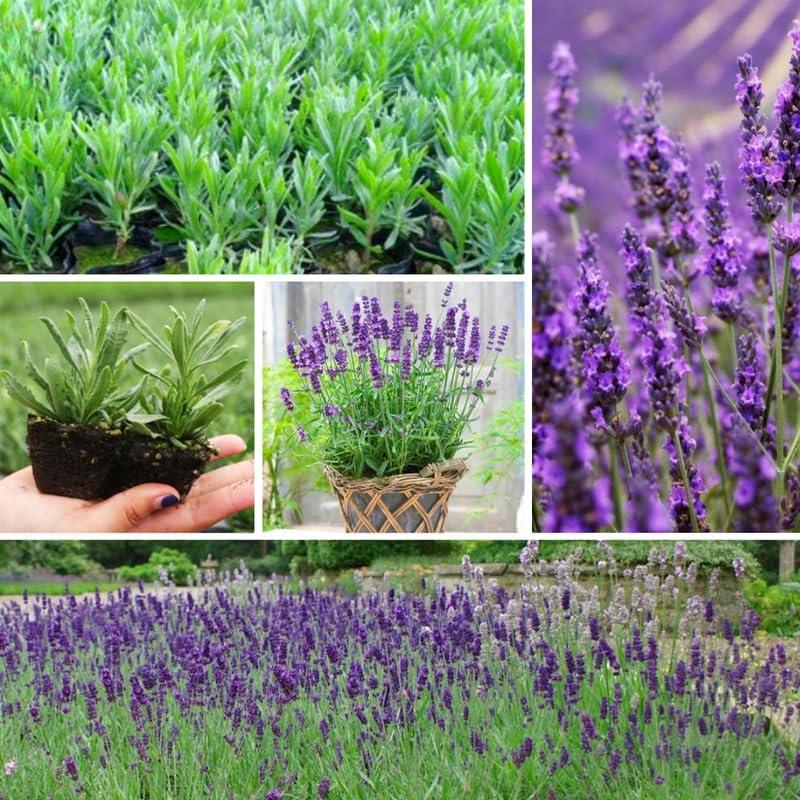 Pack 2 Provence Lavender Live Plants, Perennial Purple Lavender Flowers Shrubs, Fragrant Flower Herb for Planting 4-8 Inch
