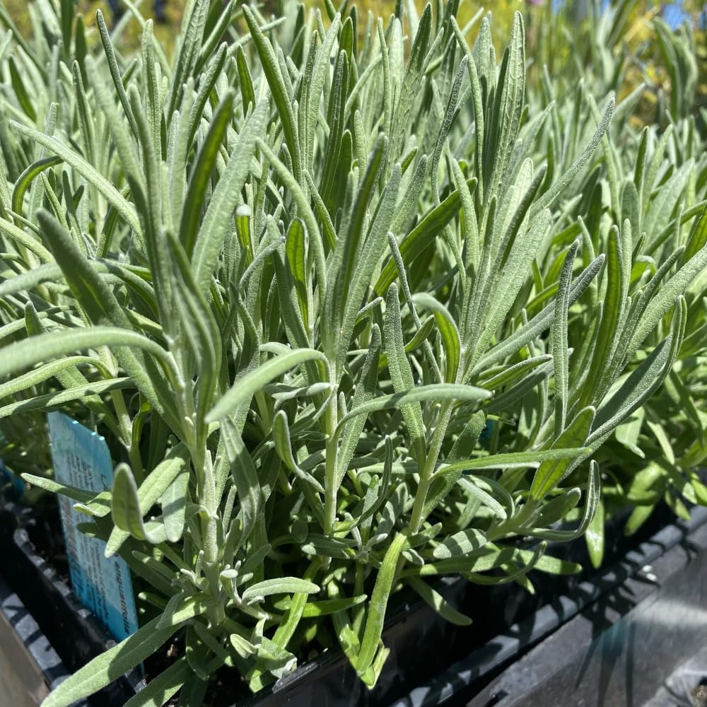 Set 2 Lavender Plants Live, Lavandula Perennial Flower Plants Indoor Outdoor, Well Rooted Plugs 3 to 5 Inch Tall to Grow (Purple Lavender)