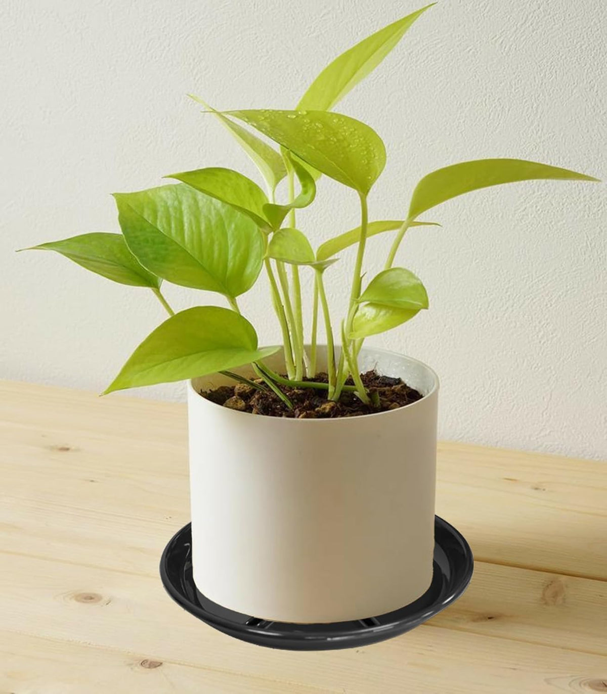 6 Pack of Plant Saucer 8 inch, Plastic Trays for Plants, Plant Drip Trays for Indoors Outdoor, Plant Water Tray for Planters, Black
