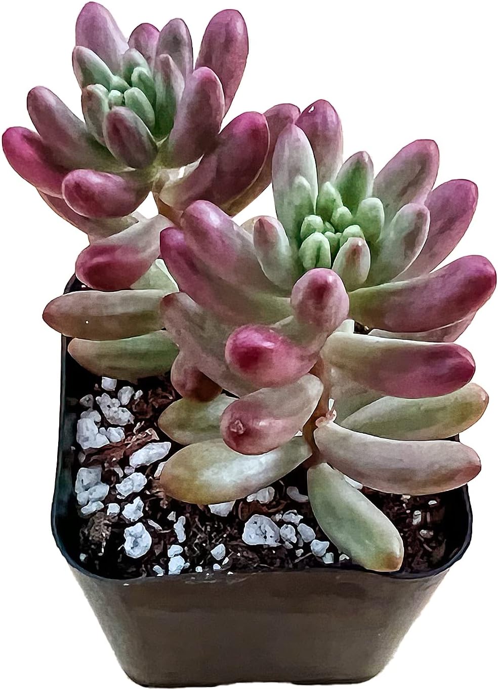 Sprout N Green Sedum Rubrotinctum 'Roseum', Mini Live Succulent Fully Rooted in 2 inch Starter Pot, House Plant for Indoor Outdoor Home Office Wedding Decoration Party Favor