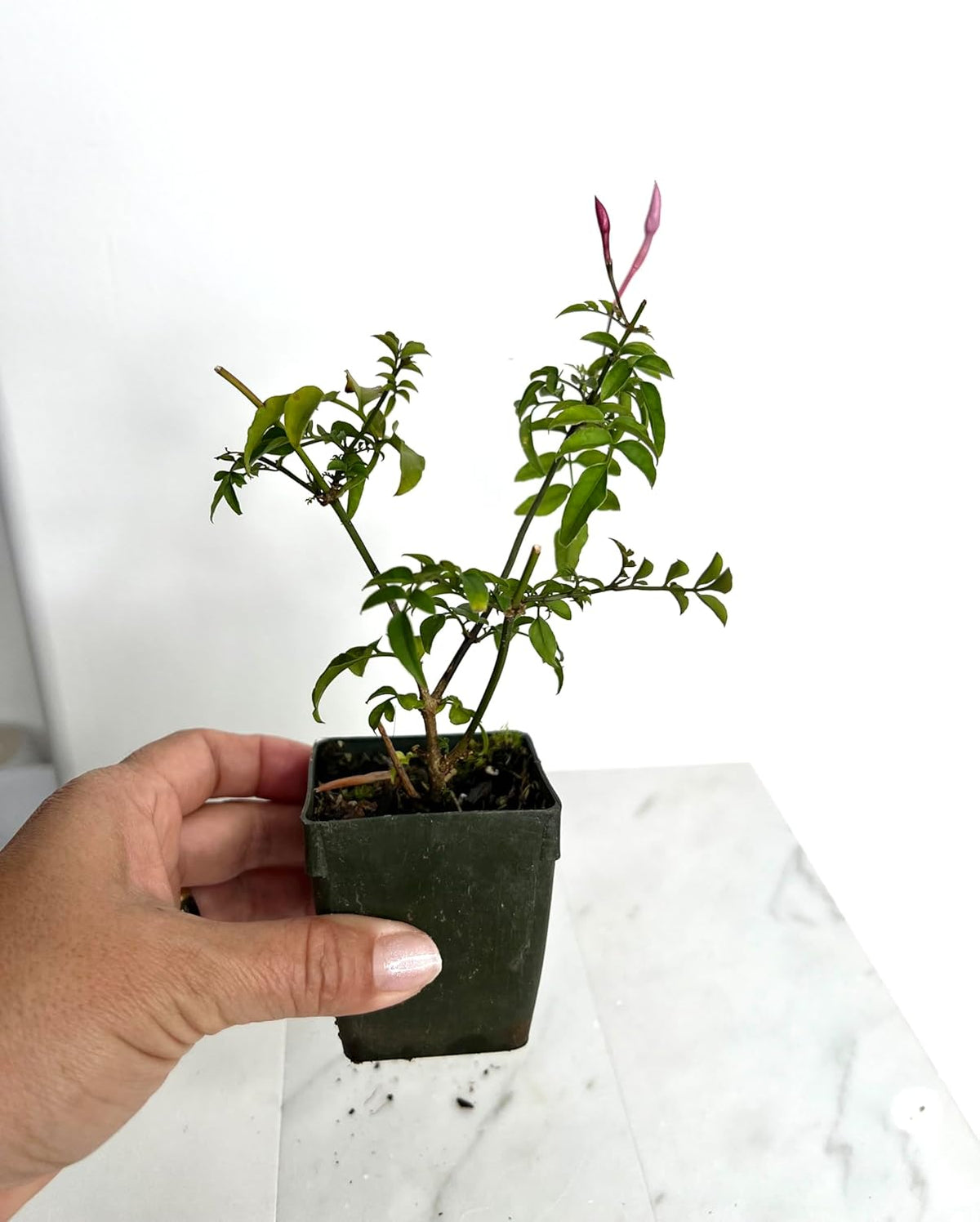 Pink Jasmine Vine Starter Plant | Jasminum Polyanthum | 2 inch Pot