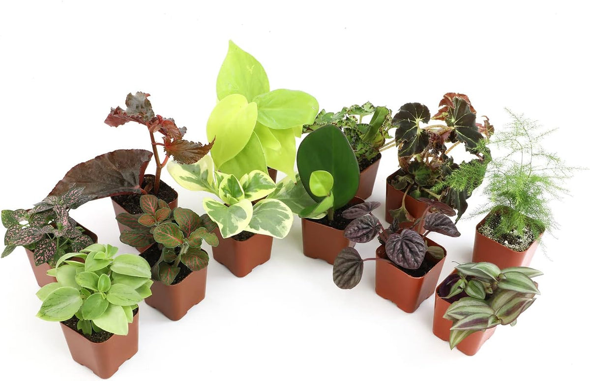 Altman Plants Live Houseplants (12PK), Indoor Plants for Delivery Prime, Live Plants and Gardening Gifts for Plant Lovers, Planters for Indoor Plants with Potting Soil, Live House Plants Indoors Live