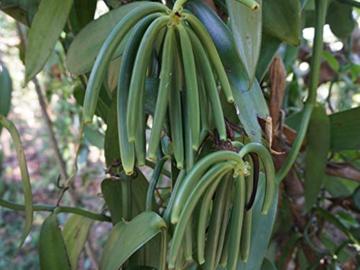 8oz Madagascar Organic Vanilla Beans Grade A. Certified USDA Organic. Fresh 6"-8" for Cooking, Baking and Extract by FITNCLEAN VANILLA| 0.5 lb Bulk NON-GMO Whole Bourbon Gourmet Pods.