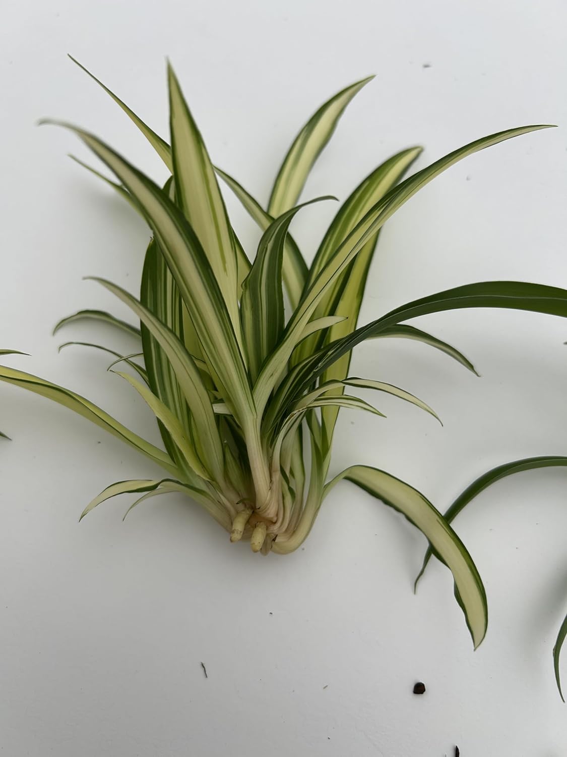 6 Pack Spider Plant Babies ~ Collectors Pack 6 Varieties ~ Airplane, Reverse, Hawaiian, Bonnie Curly, OG Green, Green Ocean - Live Starter Plants ~ Air Purifying, Low Maintenance, Easy Houseplant