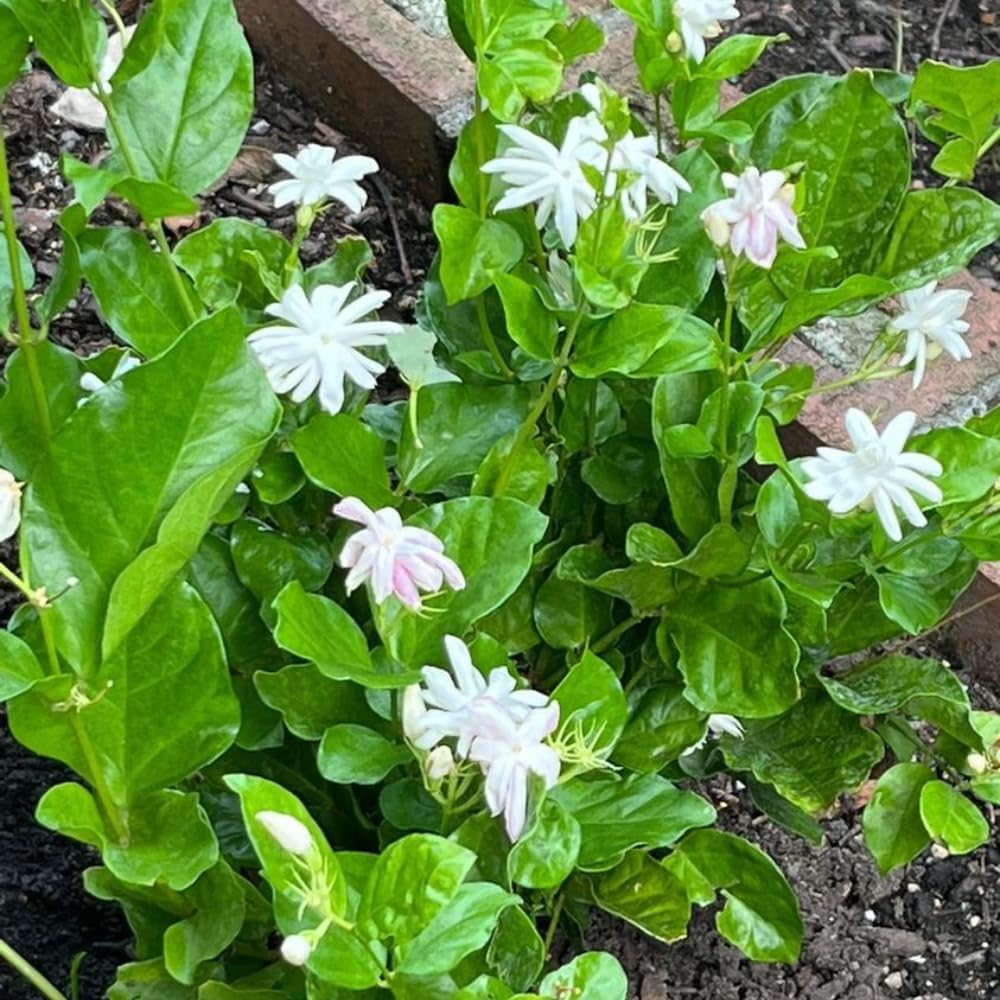 Jasmine Plants Live, Arabian Jasmine Plant Indoor, Fragrant Jasmines Flowers 4 to 7 Inch (Tropical Double)