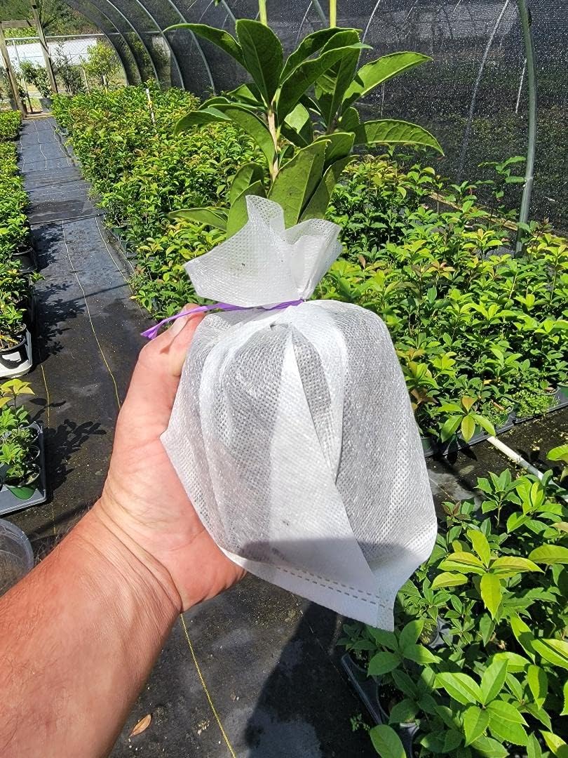 Orange Fragrant Tea Olive - Live Plants - (1 QT)