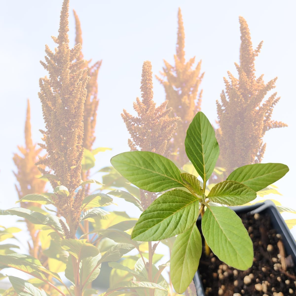 Amaranth, Hot Biscuits (Amaranthus cruentus) Organic Plant in 2.5-inch Pot by Smoke Camp Crafts - Eye-Catching Cut Flower