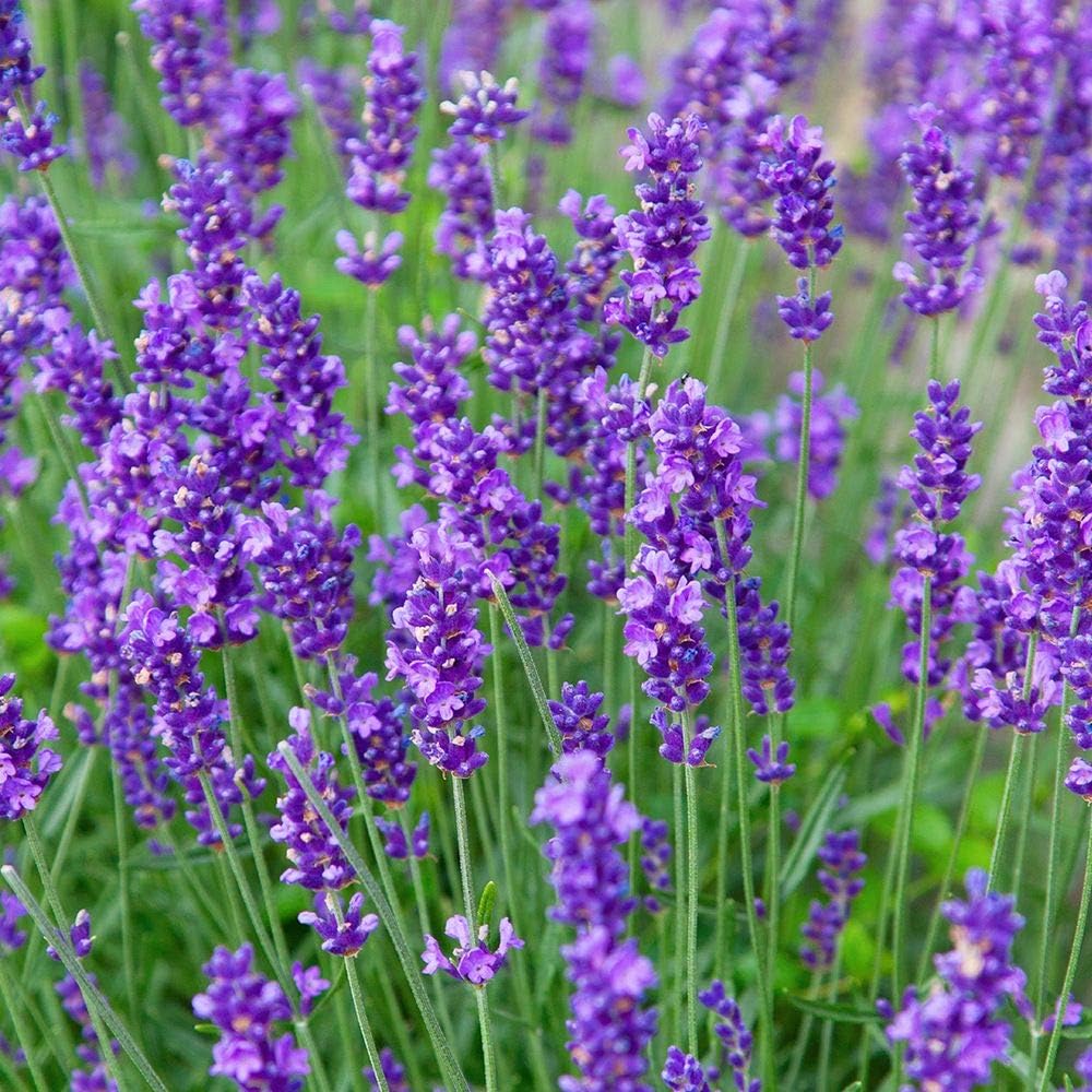 Greenwood Nursery: Live Perennial Plants - Munstead Lavender + Lavandula Angustifolia - [Qty: 10x 3.5 Pots] - (Click for Other Available Plants/Quantities)