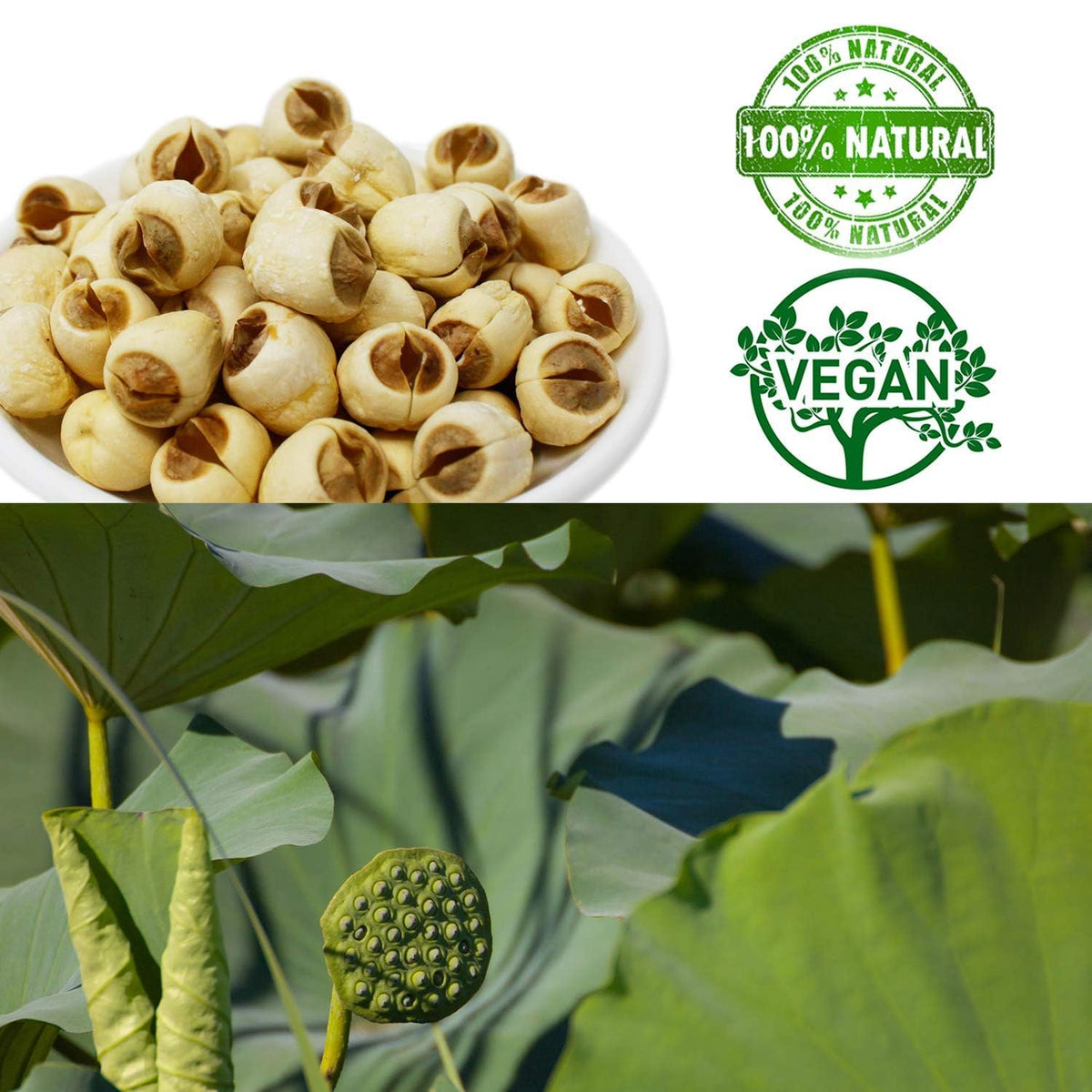 DABC OAK LAND Natural 2LB Dried Lotus Seeds 莲子干, Dried White Lotus Seeds Lian ZI, Rich In Methionine for Health, 白蓮子 for Herbal Tea Cooking Porridge and Soup Raw Material 2 X 16OZ Bags