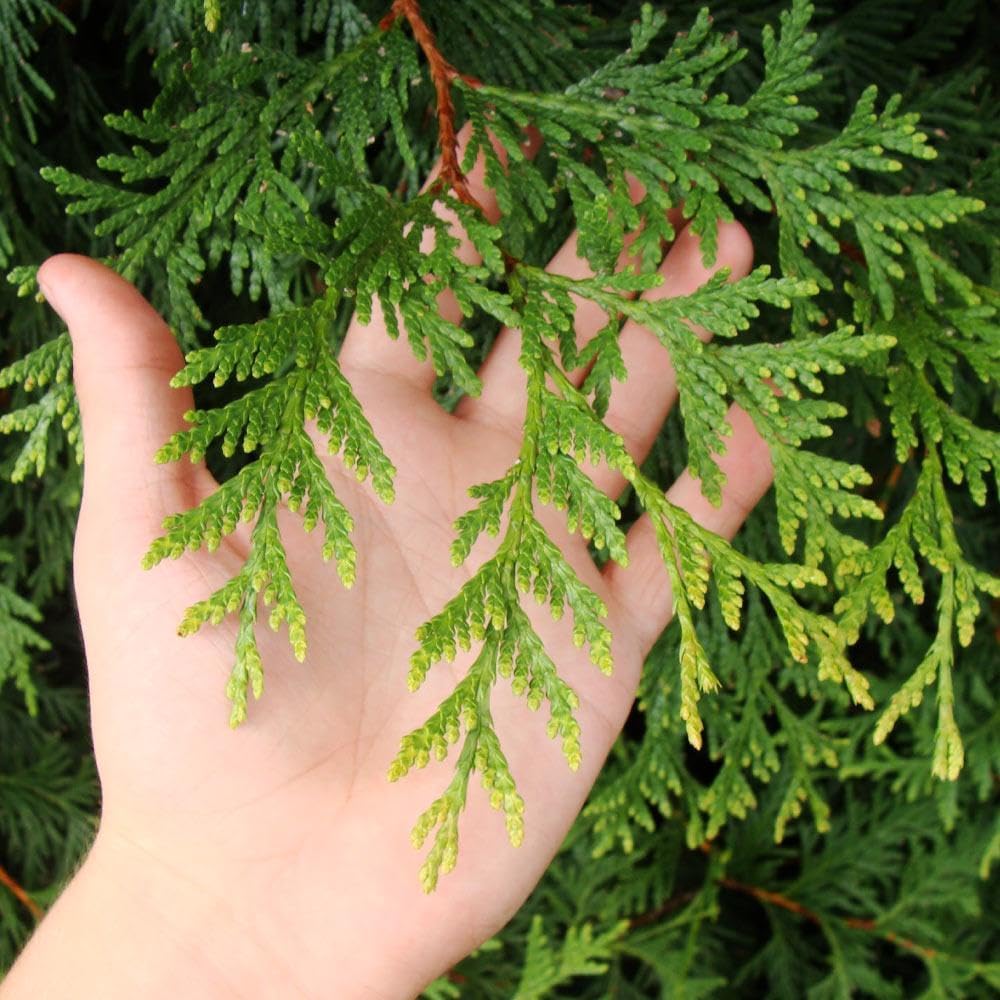 Brighter Blooms - Thuja Green Giant, 4-5 Feet - Live Plant - No Shipping to AK, AZ, HI, OR