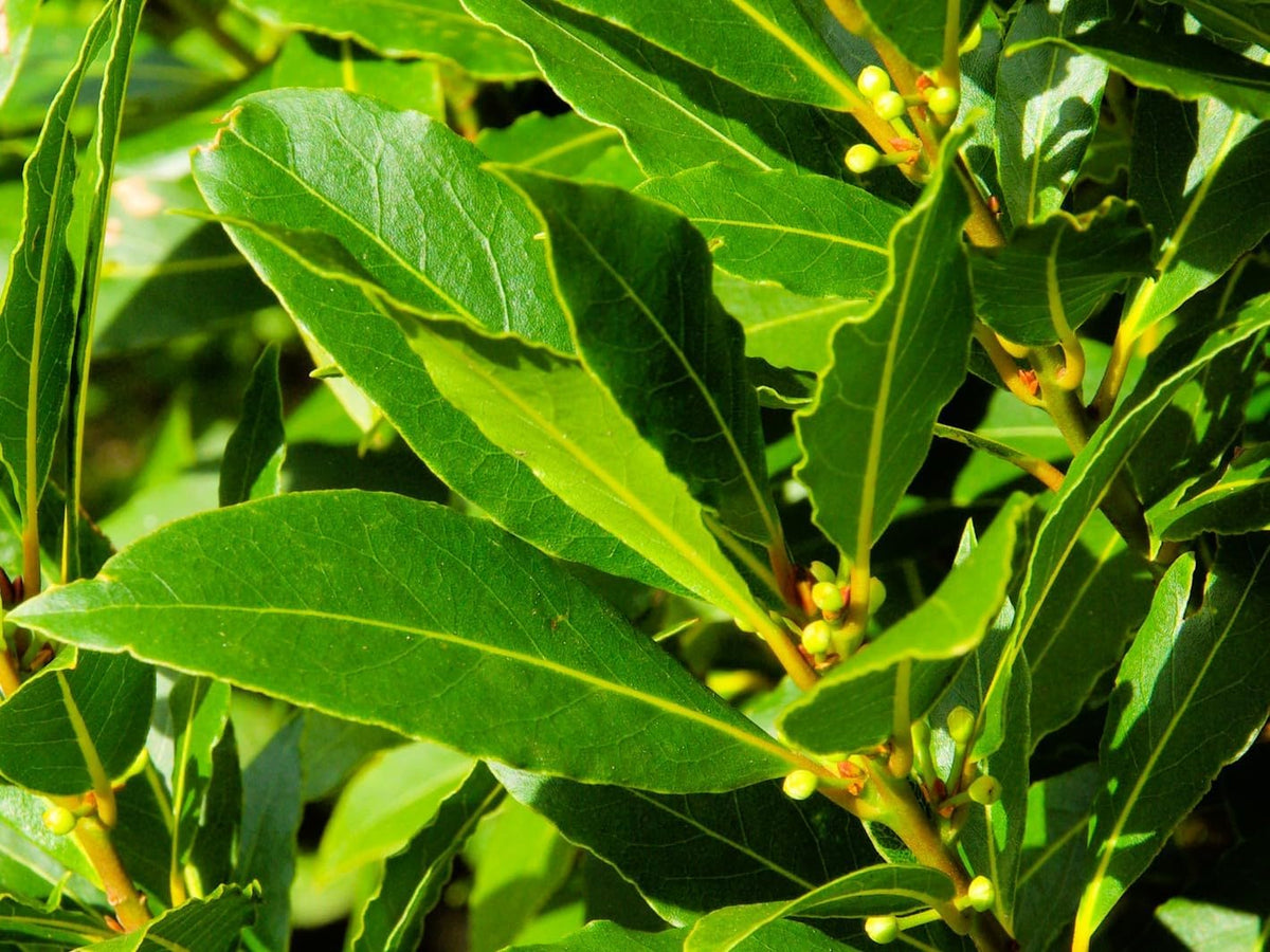 Greenwood Nursery: Live Perennial Plants - Bay Laurel Herb + Laurus Nobilis - [Qty: 3X 2.5 Pot] - (Click for Other Available Plants/Quantities)