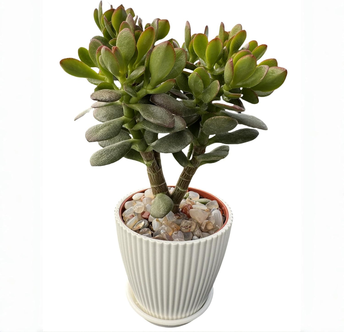 Dwarf Jade with White Stripe Jade, Live Crassula Ovata Crosby's Compact, Rare Cute Succulent Plant in 4" Planter, Home Office Décor