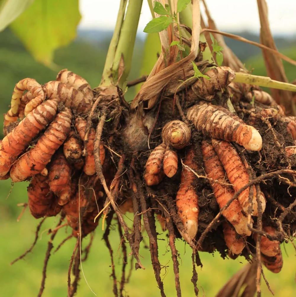 Live Red Turmeric Plants (Curcuma Longa) - Healthy Rhizome and Plant for Home Gardening & Medicinal Use (4 red Turmeric Bags)
