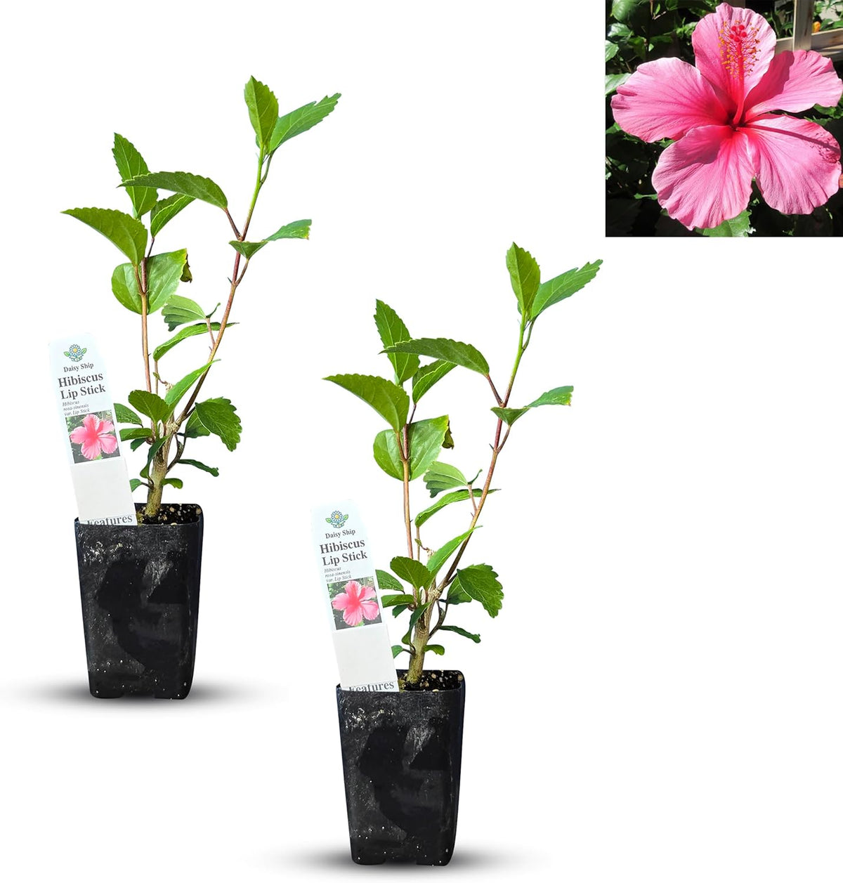 Pink Hibiscus. rosa-sinensis. Live Plant - Tropical Blooming Hibiscus, Pretty Flowers, Used in Tea and Juice (2 Pink Hibiscus Cups)