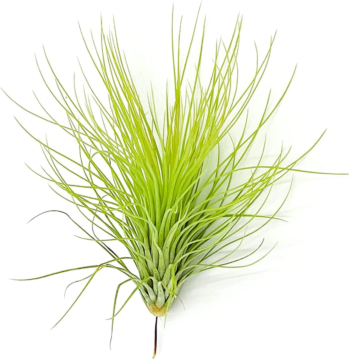 Air Plants - Tillandsia Andreana, Large 4-6" - 2ct - Live Arrival Gauranteed - House Plants for Home Decor & Gift