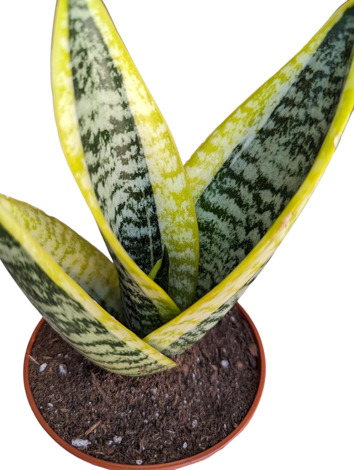 Generic Superba Snake Plants - Sanseveria, 3 Pack, Impossible to Kill, 4 Inch Pots, Indoor/Outdoor, Green/yellow