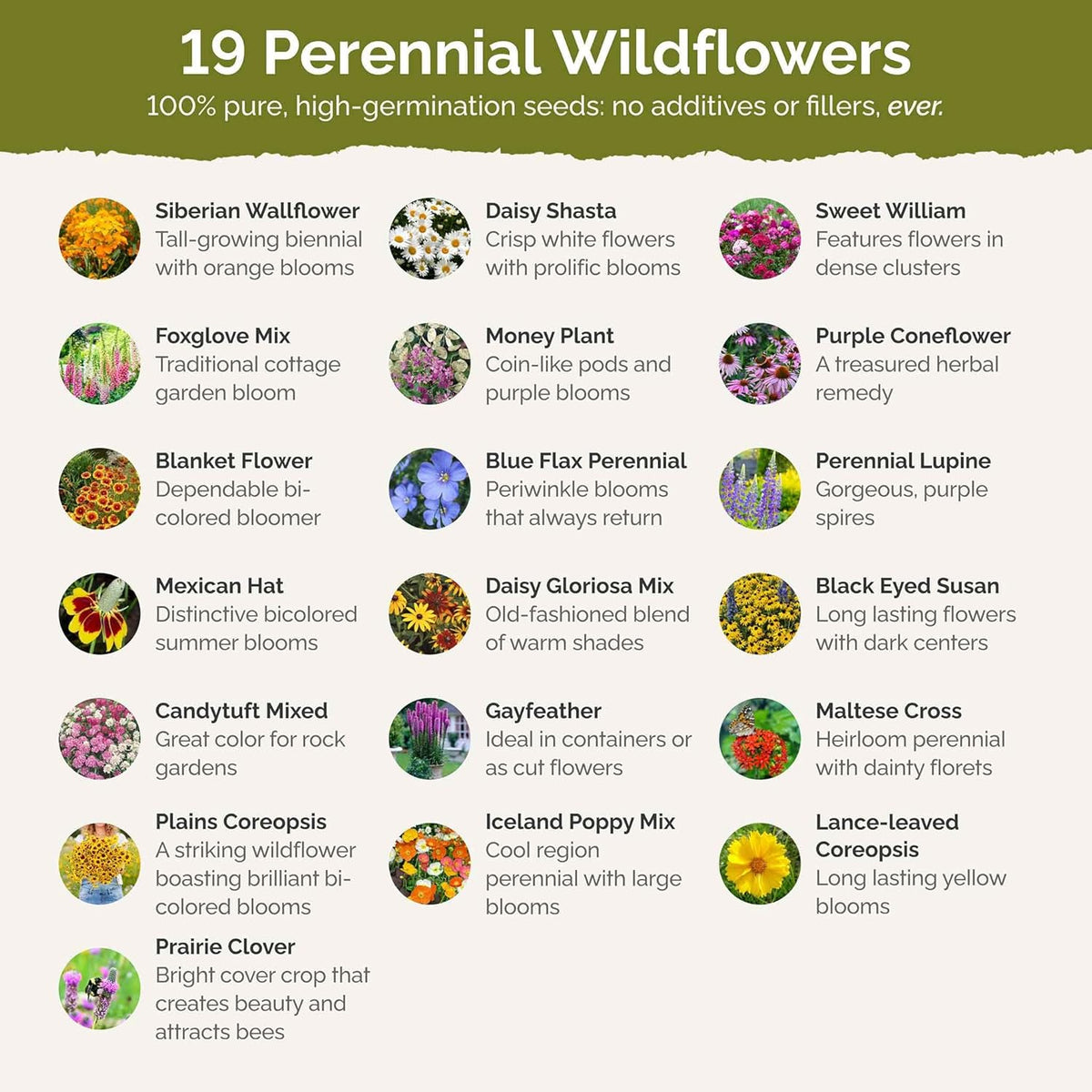 Eden Brothers All Perennial Wildflower Mixed Seeds for Planting, 50 lb, 24,000,000+ Seeds with Lupine, Shasta Daisy | Attracts Pollinators, Plant in Spring or Fall, Zones 3, 4, 5, 6, 7, 8, 9, 10
