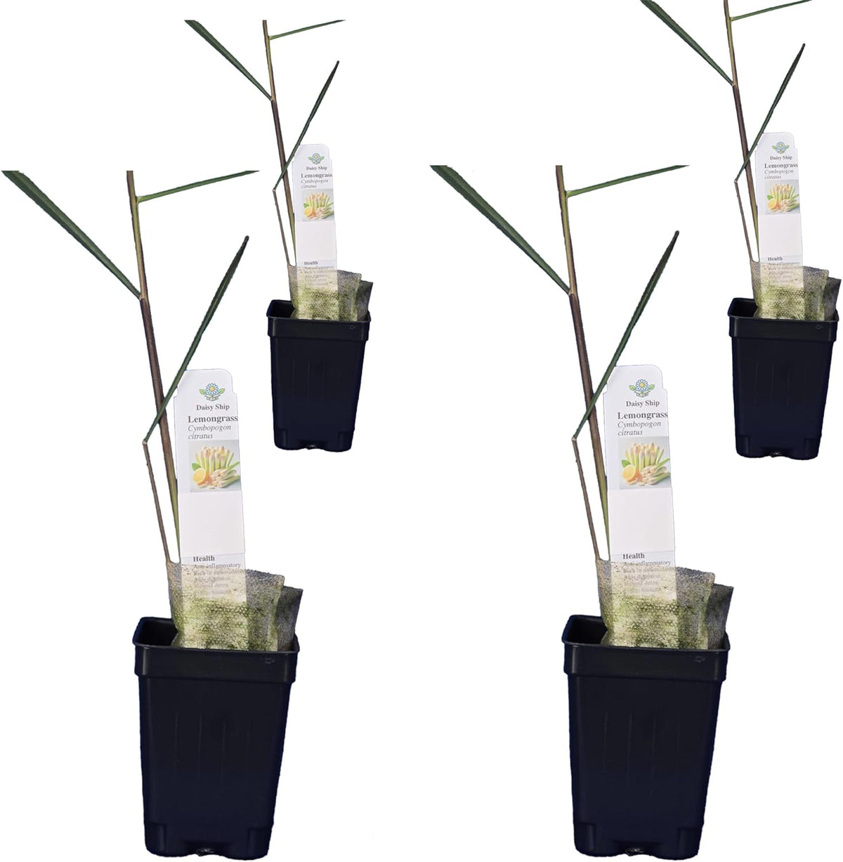 Lemongrass - Cymbopogon citratus. Live Plant. Fragrant, Fresh, Edible. Easy Grow. Indoor/Outdoor. (4 Lemongrass in Cup)