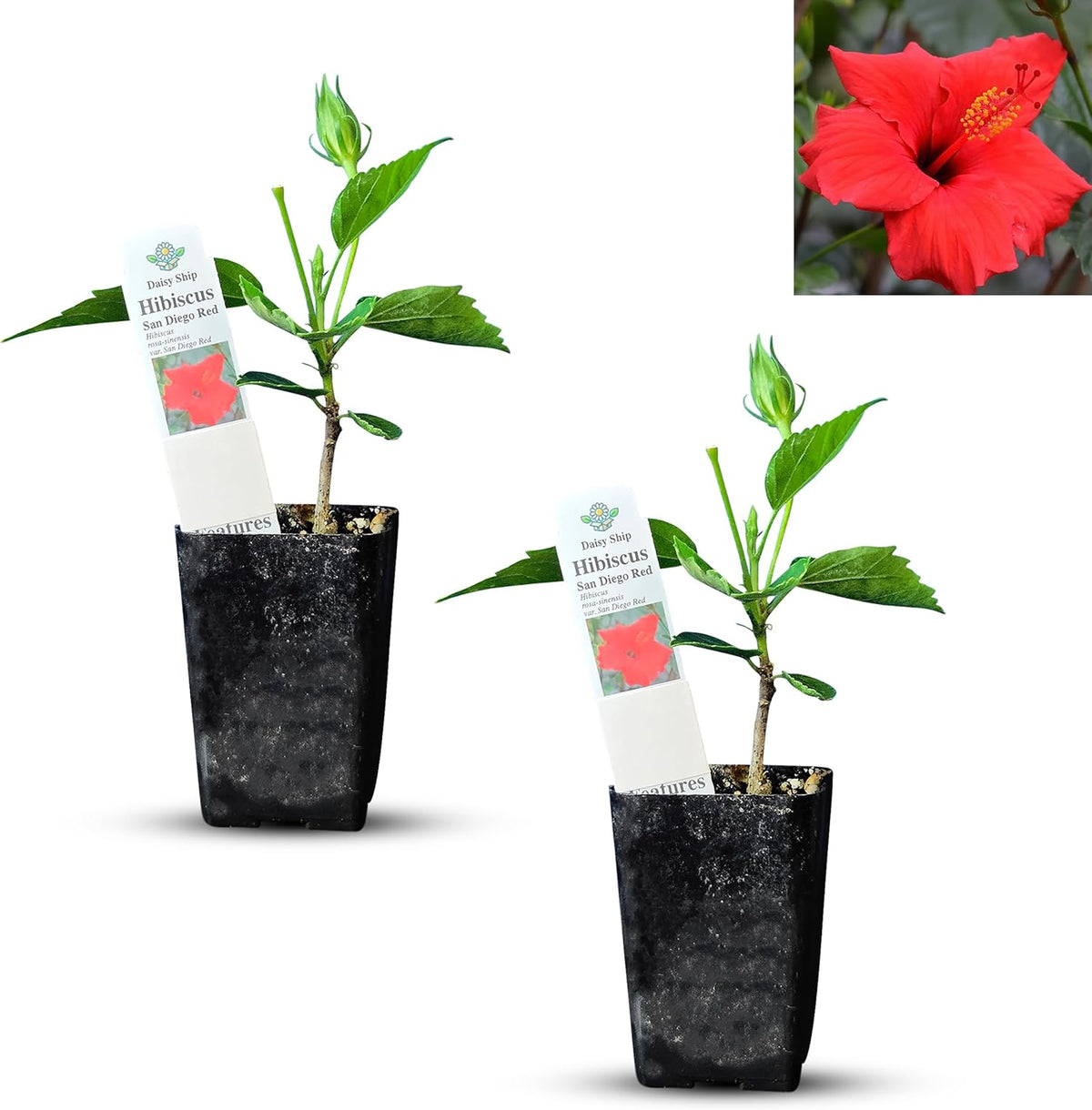 Red Hibiscus. rosa-sinensis. Live Plant - Tropical Blooming Hibiscus, Pretty Flowers, Used in Tea and Juice (2 red Hibiscus Cups)