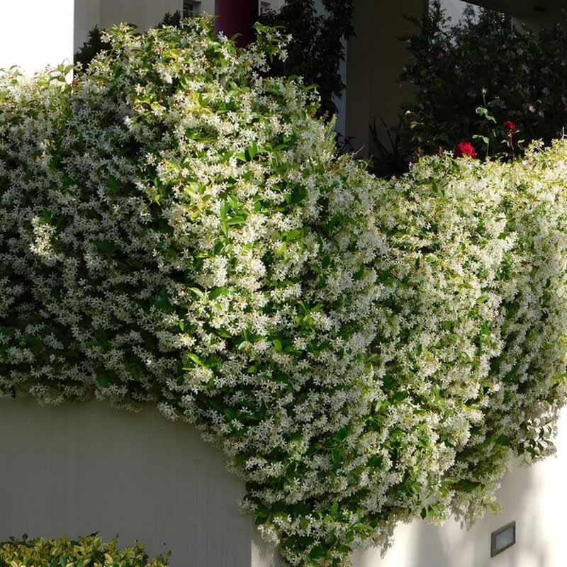 2 Night Blooming Jasmine Plants Live, Climbing Jasmine Indoor Outdoor Live, Fragrant, 5-9" in Tall, No Pot, Hardy and Fast-Growing