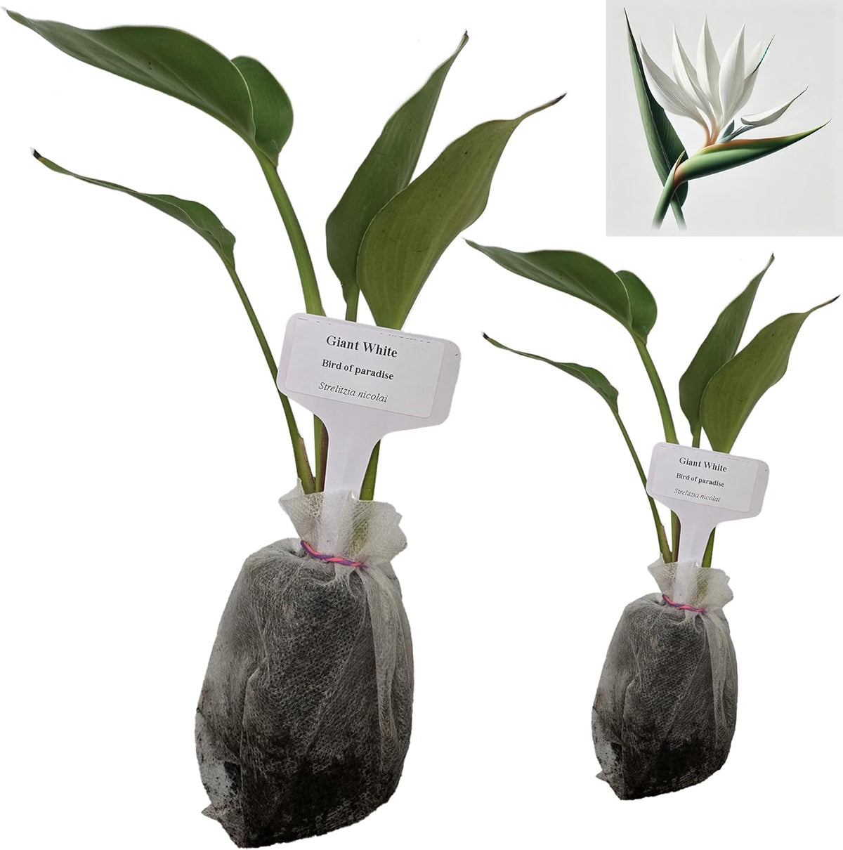 Bird of Paradise - White - Strelitzia Nicholai. (2 White BoP in Sac)