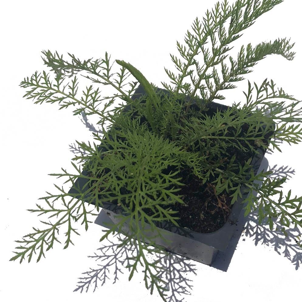 Organic Yarrow Plant, (Achillea millefoleium) 2.5-inch Pot