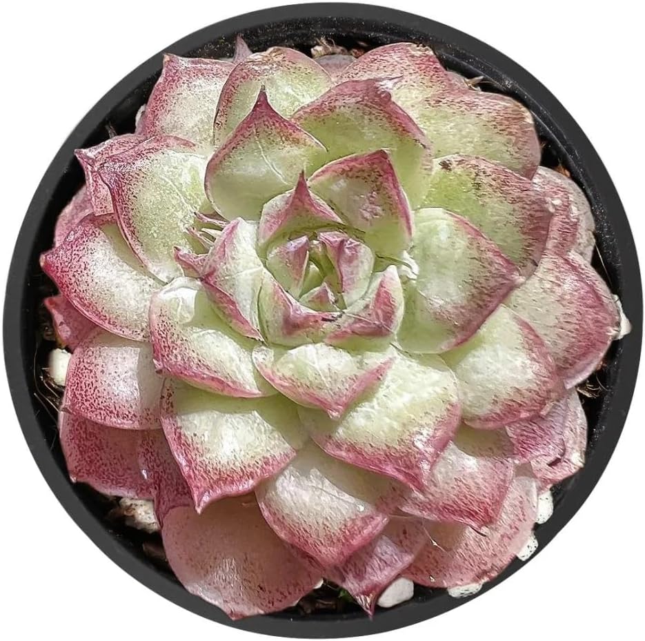 2" Rare Succulent Echeveria 'Peach Queens' Raindrop, Live Succulents Plants Fully Rooted in Grower Pots, Unique Gift for Wedding Favor, Party Favor