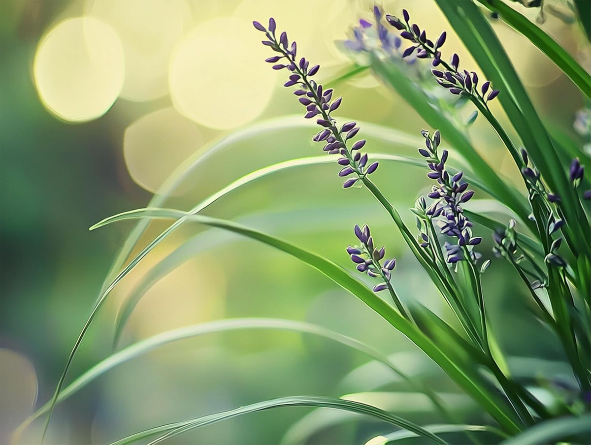 Big Blue Liriope Muscari - 1 Live 4 Inch Pot - Drought Tolerant Low Maintenance Evergreen Plants Grass Lilyturf