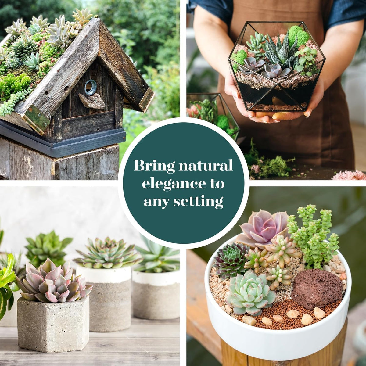 Shop Succulents Assorted Succulent Plant Pack Collection - Live Mini Succulent Plants, Low Maintenance, Mixture of Colors & Textures - Wedding and Party Favors, Gift & Garden, Pack of 100
