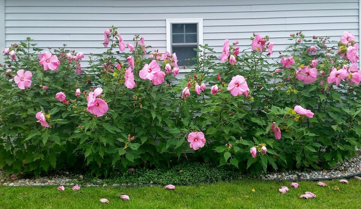 Pink Hibiscus. rosa-sinensis. Live Plant - Tropical Blooming Hibiscus, Pretty Flowers, Used in Tea and Juice (4 Pink Hibiscus Cups)