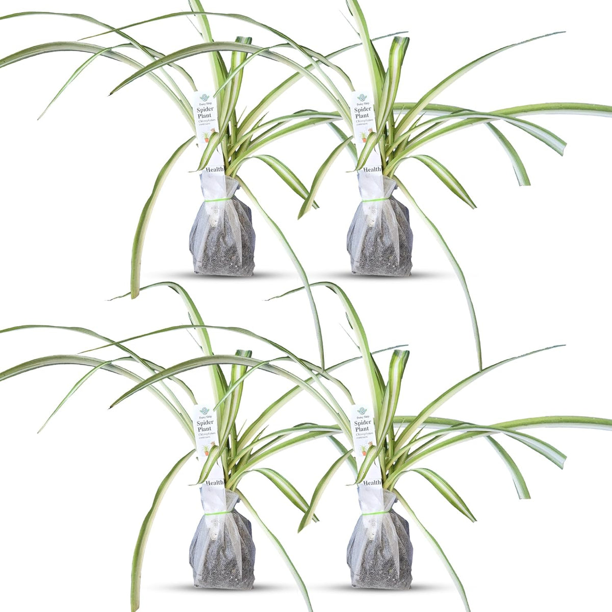 Healthy Spider Plant - Easy Care, Air-Purifying Houseplant (4 Spider sacs)
