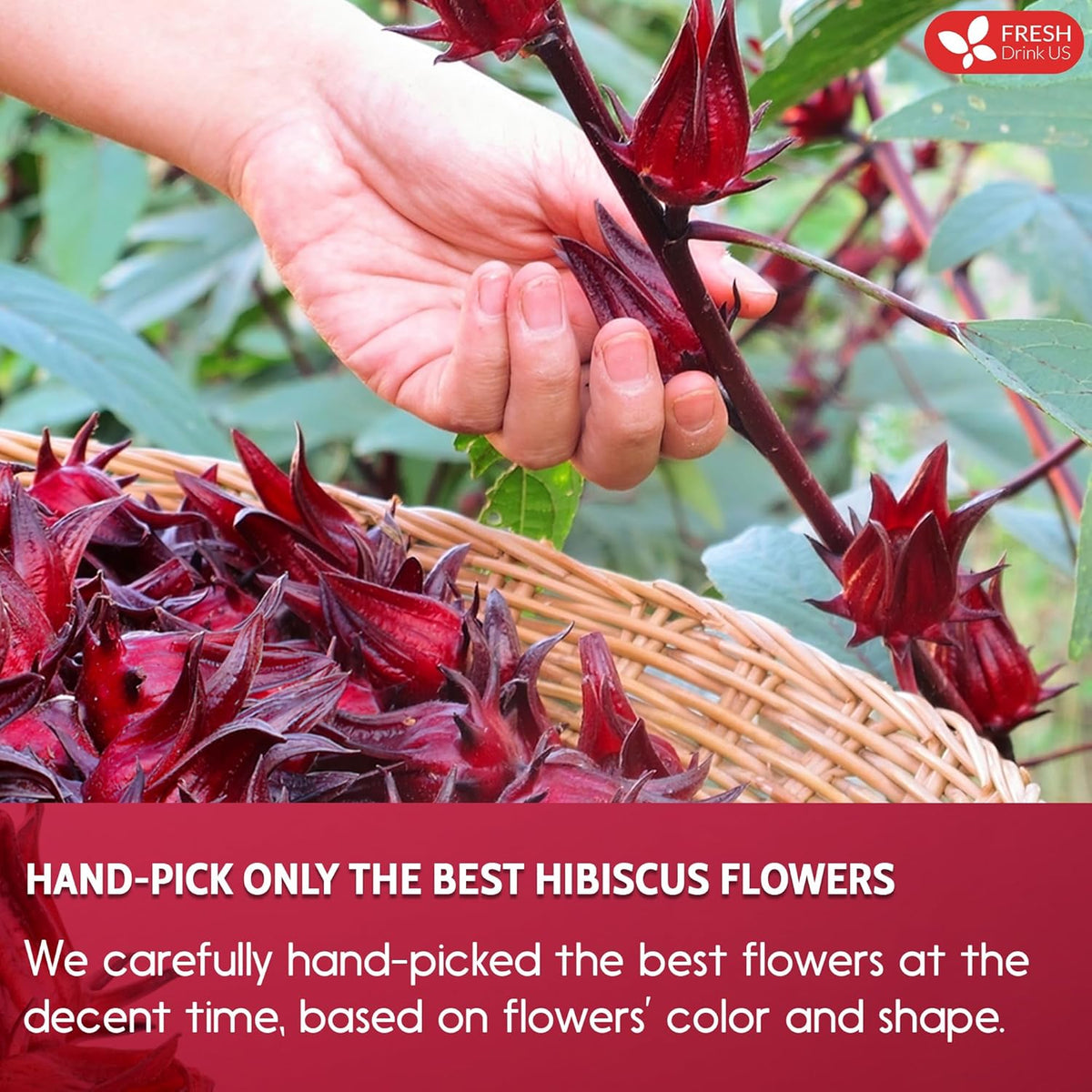 FreshDrinkUS, Premium 10 Hibiscus Flowers Tea Bags, 100% Natural, Pure from Hibiscus Flowers. Loose Flower Hibiscus Herbal Tea. Hibiscus Flower Tea. No Sugar, No Caffeine, No Gluten, Vegan.