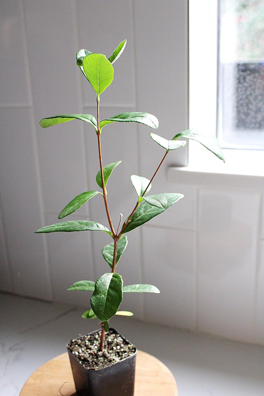 MYSHELFIE Pineapple Guava Starter Plant 5-6 inches, 2 inch Pot, Tropical Evergreen Shrub Edible Fruit Garden Purple Flowering Landscaping Live Vine Starter (3)