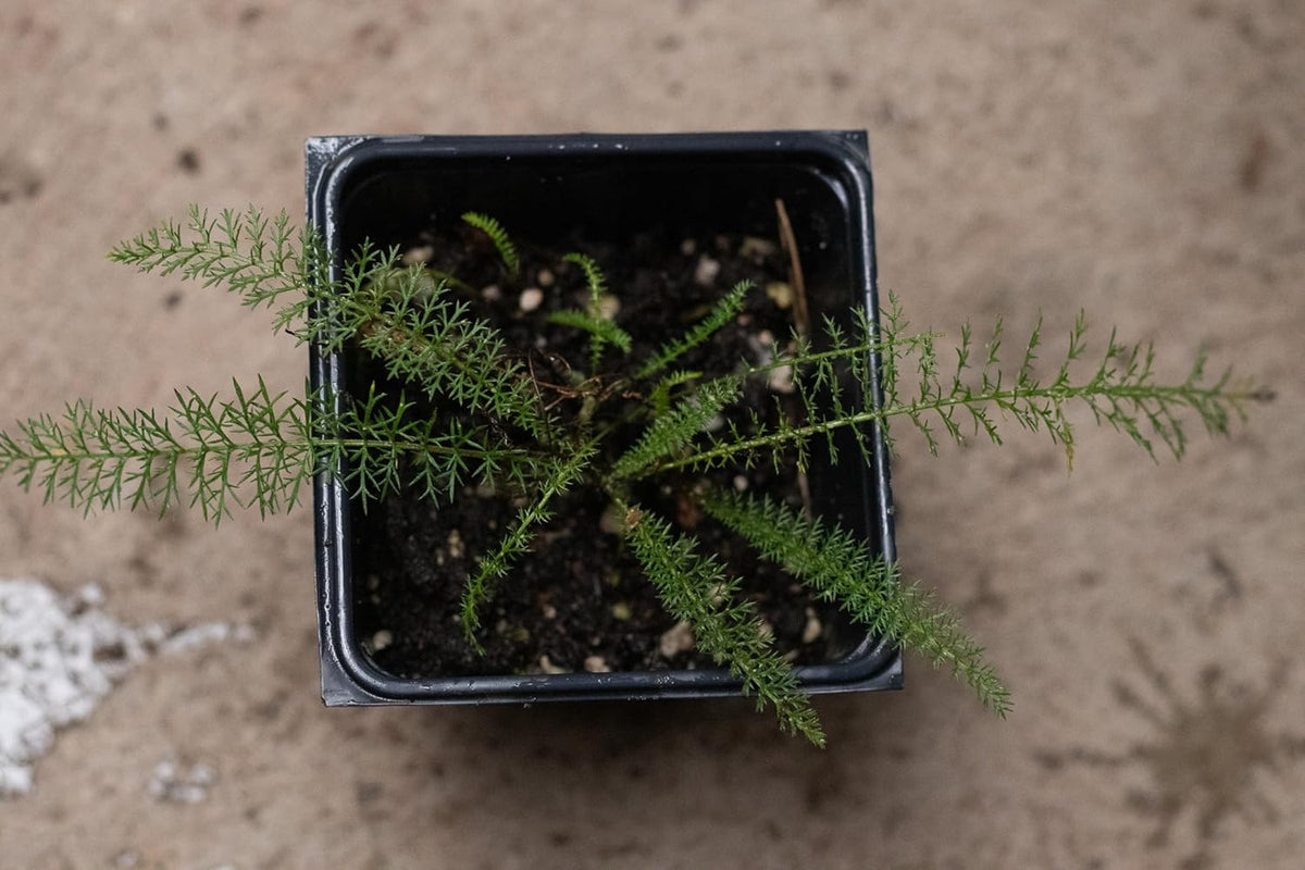 Organic Yarrow Plant, (Achillea millefoleium) 2.5-inch Pot