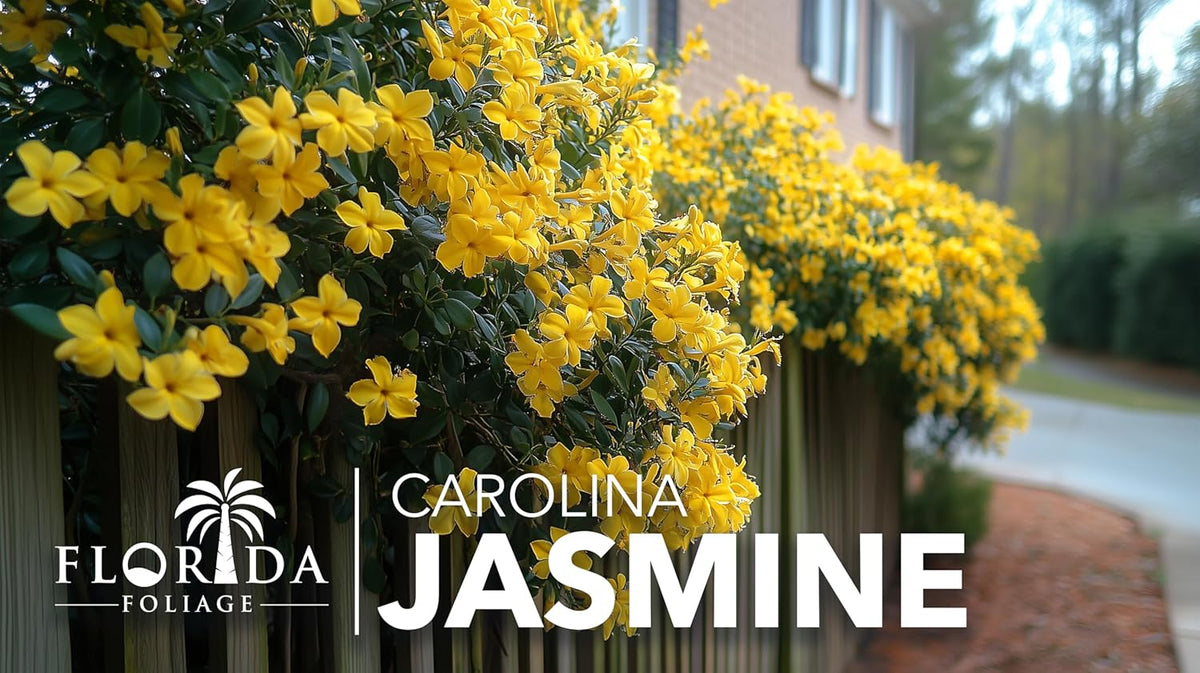 Carolina Jasmine | 50 Live Plants | Gelsemium sempervirens | Fast-Growing Flowering Vine for Trellises & Fences | Climbing Landscape Plants