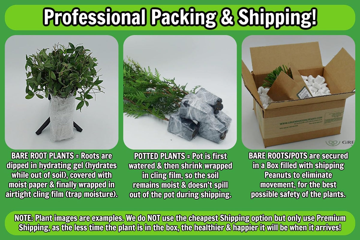 Greenwood Nursery: Live Perennial Plants - Blue False Indigo + Baptisia Australis - [Qty: 5X Pint Pots] - (Click for Other Available Plants/Quantities)