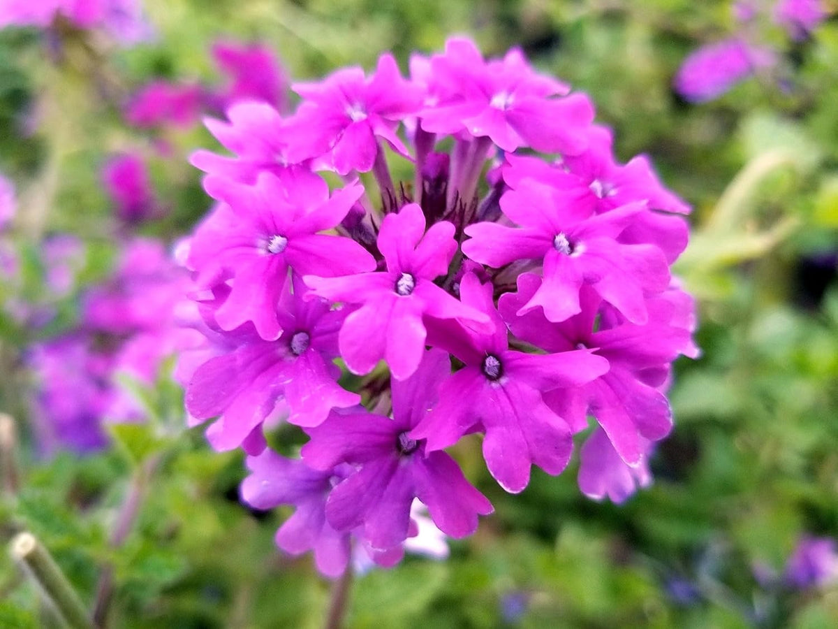 Greenwood Nursery: Live Perennial Plants - 'Homestead Purple' + Verbena Canadensis - [Qty: 2X Pint Pots] - (Click for Other Available Plants/Quantities)