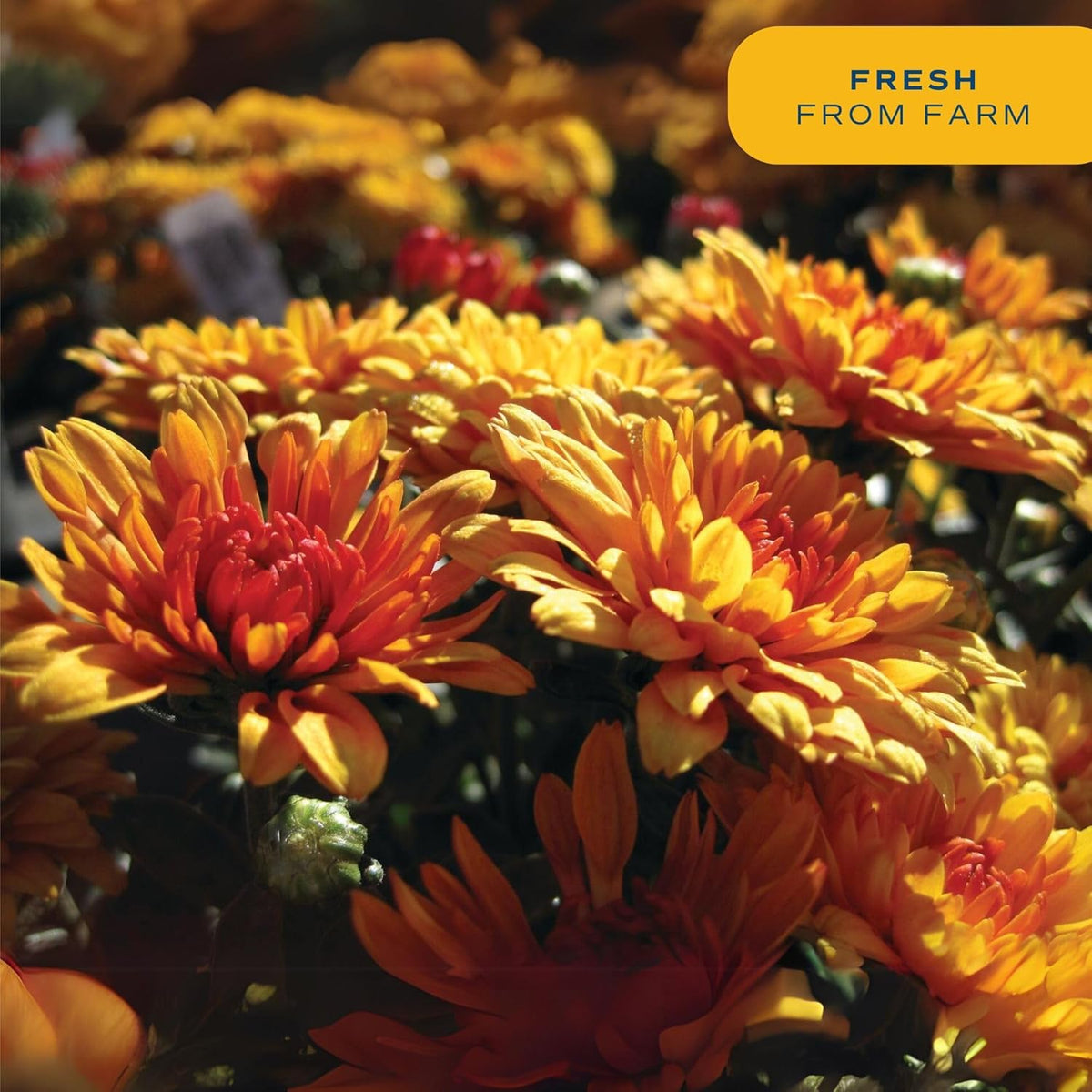 Costa Farms Chrysanthemum, Mums, Ships in Full Bloom, Porch and Patio Ready Bushel Basket 13-Inches Tall, Yellow