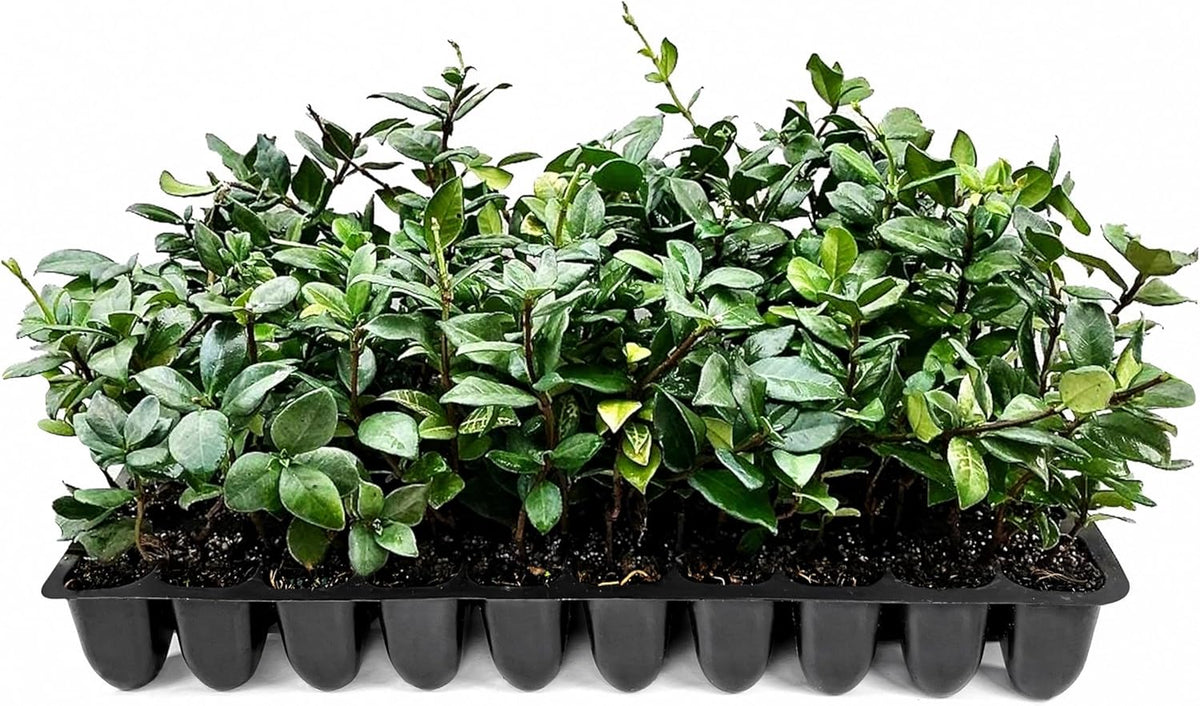 Star Jasmine | 30 Live Plants | Trachelospermum Jasminoides | Fragrant Blooming Evergreen Vine, Low Maintenance, Climbing, White Flowers, Attracts Pollinators, Drought Tolerant