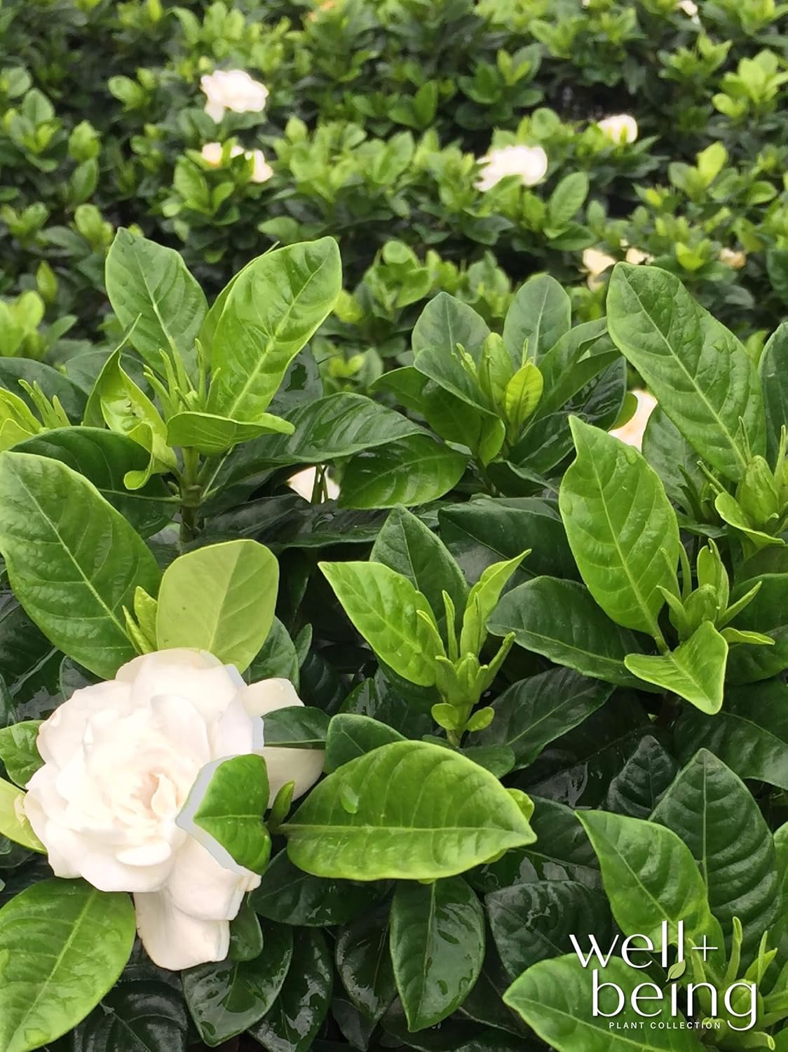 Nature’s Way Farms Gardenia Veitchii Fragrant Flowering Shrub (12-18in Tall) in Grower Pot