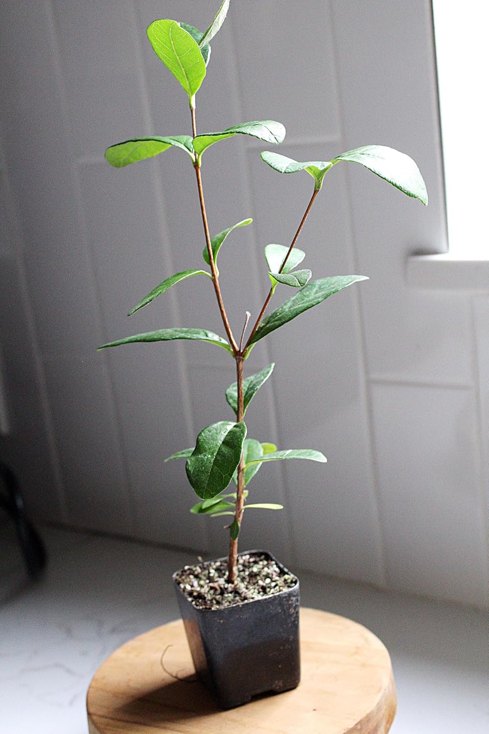 MYSHELFIE Pineapple Guava Starter Plant 5-6 inches, 2 inch Pot, Tropical Evergreen Shrub Edible Fruit Garden Purple Flowering Landscaping Live Vine Starter (1)